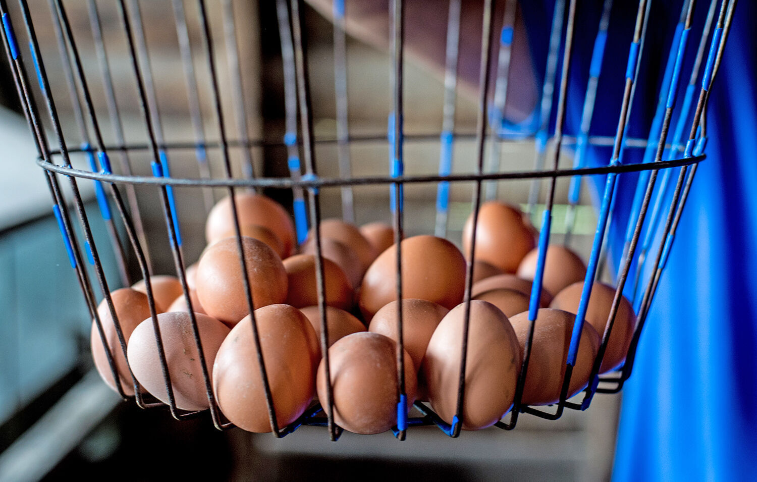 Ward's Eggs 3